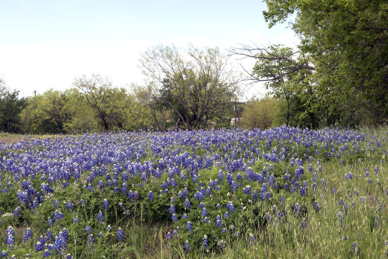 A spring field of Texas bluebonnets near Marble Falls